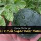 Baby's First Sugar Baby Watermelon: When to Pick? | Baby Care 101: Essential Tips for Happy, Healthy Babies