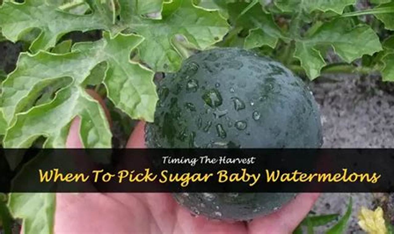Baby's First Sugar Baby Watermelon: When to Pick? | Baby Care 101: Essential Tips for Happy, Healthy Babies