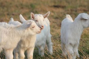 Softest Baby Cashmere: Luxurious Comfort & Care | Baby Care 101: Essential Tips for Happy, Healthy Babies