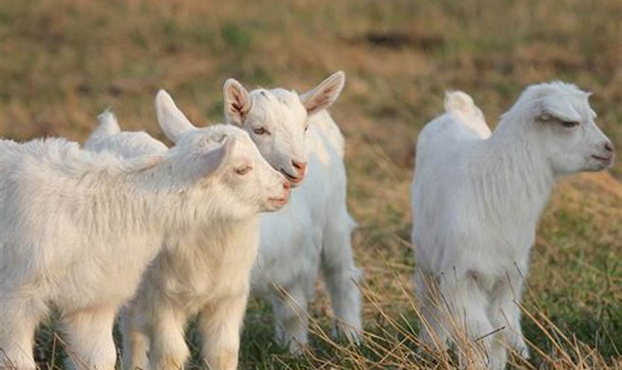 Softest Baby Cashmere: Luxurious Comfort & Care | Baby Care 101: Essential Tips for Happy, Healthy Babies