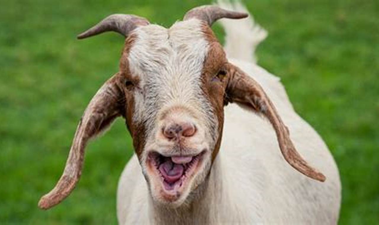 Baby Goat Tooth Injury Treatment: Tips & Care | Baby Care 101: Essential Tips for Happy, Healthy Babies