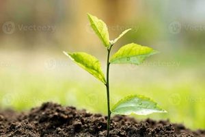 New Baby Plants: Care Tips &amp; Growing Guide | Baby Care 101: Essential Tips for Happy, Healthy Babies