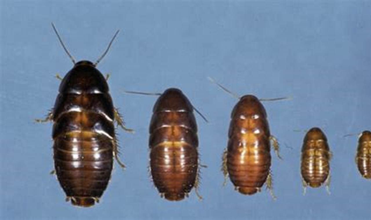 Tiny Terrors: Understanding the Cockroach Baby Life Cycle Baby Care 101: Essential Tips for Happy, Healthy Babies Tiny Terrors: Understanding the Cockroach Baby Life Cycle | Baby Care 101: Essential Tips for Happy, Healthy Babies