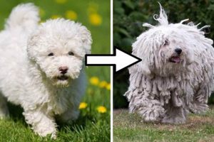 Puli Care: Baby & Adult Needs for Your Pulis Baby Care 101: Essential Tips for Happy, Healthy Babies Puli Care: Baby & Adult Needs for Your Pulis | Baby Care 101: Essential Tips for Happy, Healthy Babies