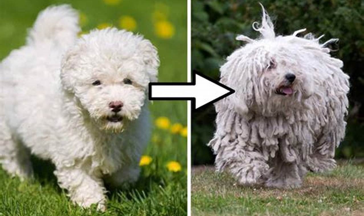 Puli Care: Baby &amp; Adult Needs for Your Pulis | Baby Care 101: Essential Tips for Happy, Healthy Babies