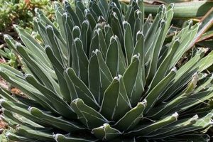 Growing Agave Baby Plants: Tips & Care Guide | Baby Care 101: Essential Tips for Happy, Healthy Babies