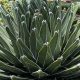 Growing Agave Baby Plants: Tips & Care Guide | Baby Care 101: Essential Tips for Happy, Healthy Babies