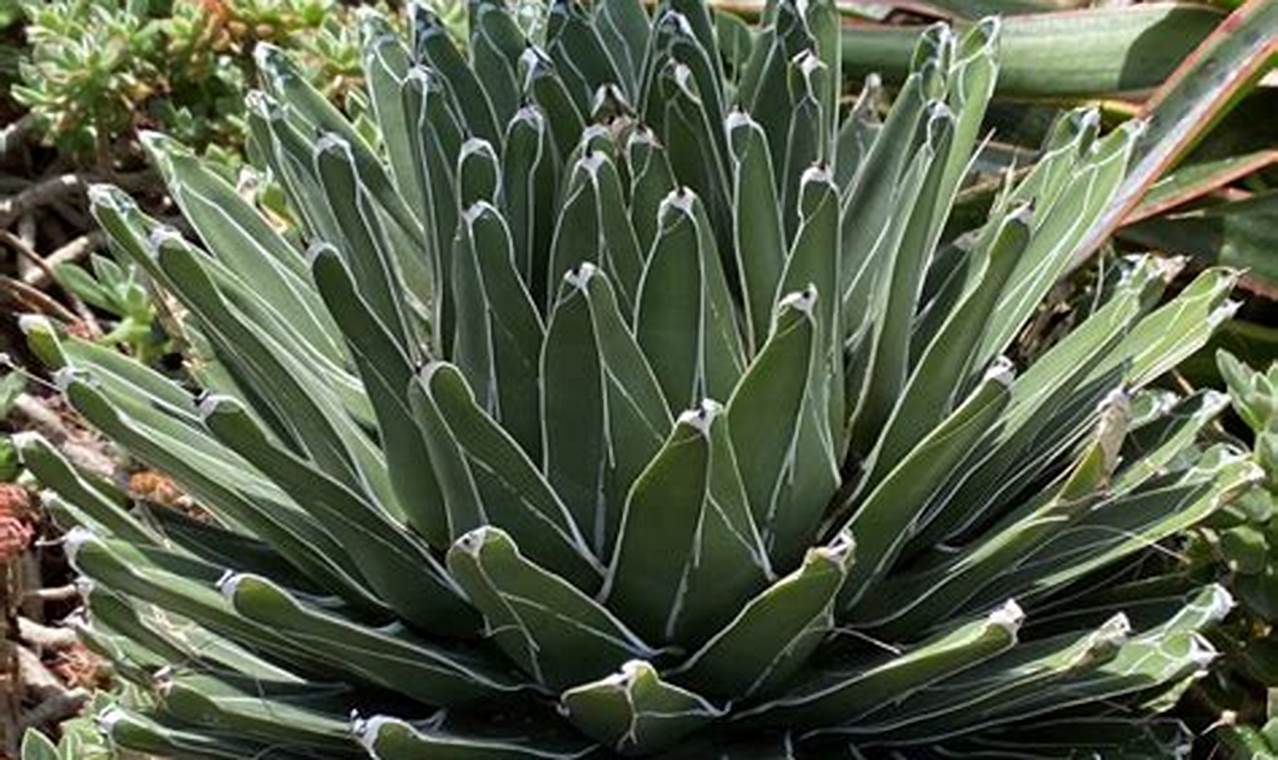 Growing Agave Baby Plants: Tips & Care Guide | Baby Care 101: Essential Tips for Happy, Healthy Babies