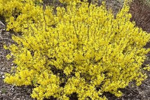 Grow the Best Forsythia Show Off Sugar Baby: Care & Tips | Baby Care 101: Essential Tips for Happy, Healthy Babies