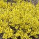 Grow the Best Forsythia Show Off Sugar Baby: Care & Tips | Baby Care 101: Essential Tips for Happy, Healthy Babies