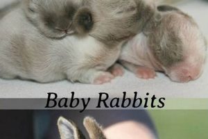 Best Baby Bunny Formula: Feed Your Kit & Thrive Baby Care 101: Essential Tips for Happy, Healthy Babies Best Baby Bunny Formula: Feed Your Kit & Thrive | Baby Care 101: Essential Tips for Happy, Healthy Babies