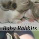 Best Baby Bunny Formula: Feed Your Kit & Thrive | Baby Care 101: Essential Tips for Happy, Healthy Babies