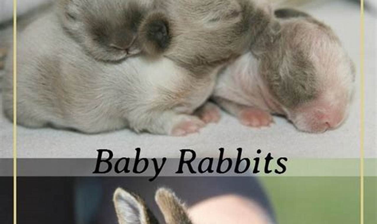 Best Baby Bunny Formula: Feed Your Kit & Thrive Baby Care 101: Essential Tips for Happy, Healthy Babies Best Baby Bunny Formula: Feed Your Kit & Thrive | Baby Care 101: Essential Tips for Happy, Healthy Babies