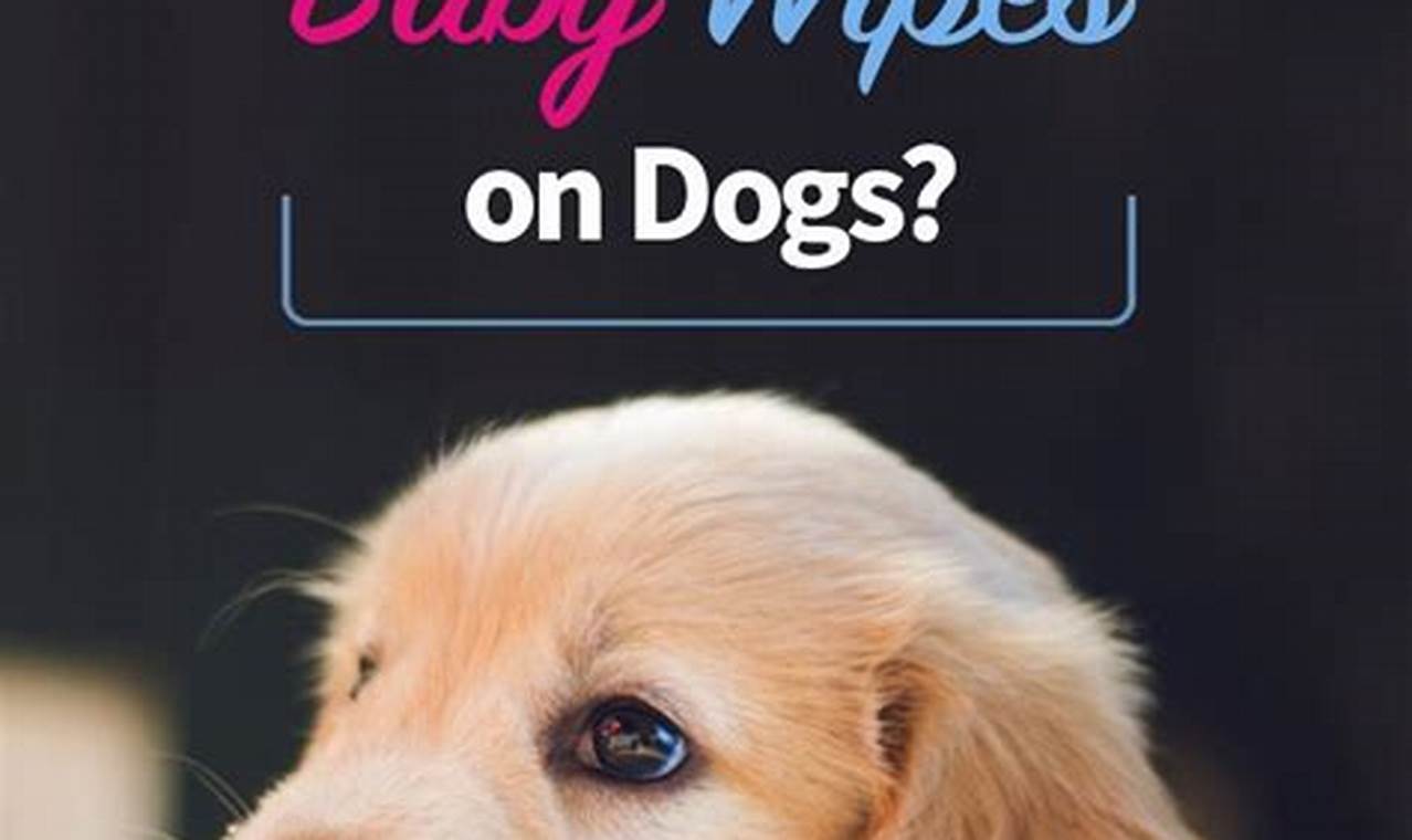 Baby's Out! Can I Use Baby Wipes on My Dog? Safe Guide Baby Care 101: Essential Tips for Happy, Healthy Babies Baby's Out! Can I Use Baby Wipes on My Dog? Safe Guide | Baby Care 101: Essential Tips for Happy, Healthy Babies