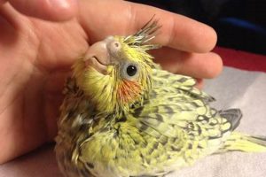 Caring for Baby Cockatiels: Guide & Tips Baby Care 101: Essential Tips for Happy, Healthy Babies Caring for Baby Cockatiels: Guide & Tips | Baby Care 101: Essential Tips for Happy, Healthy Babies