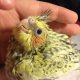 Caring for Baby Cockatiels: Guide & Tips | Baby Care 101: Essential Tips for Happy, Healthy Babies
