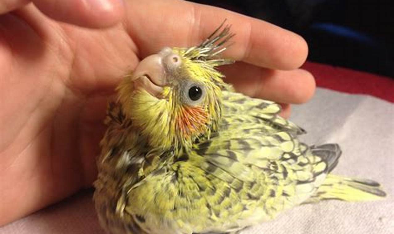 Caring for Baby Cockatiels: Guide & Tips | Baby Care 101: Essential Tips for Happy, Healthy Babies