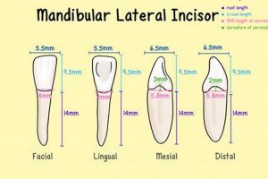 Baby Goat Incisor Injury: Causes & Care Tips | Baby Care 101: Essential Tips for Happy, Healthy Babies