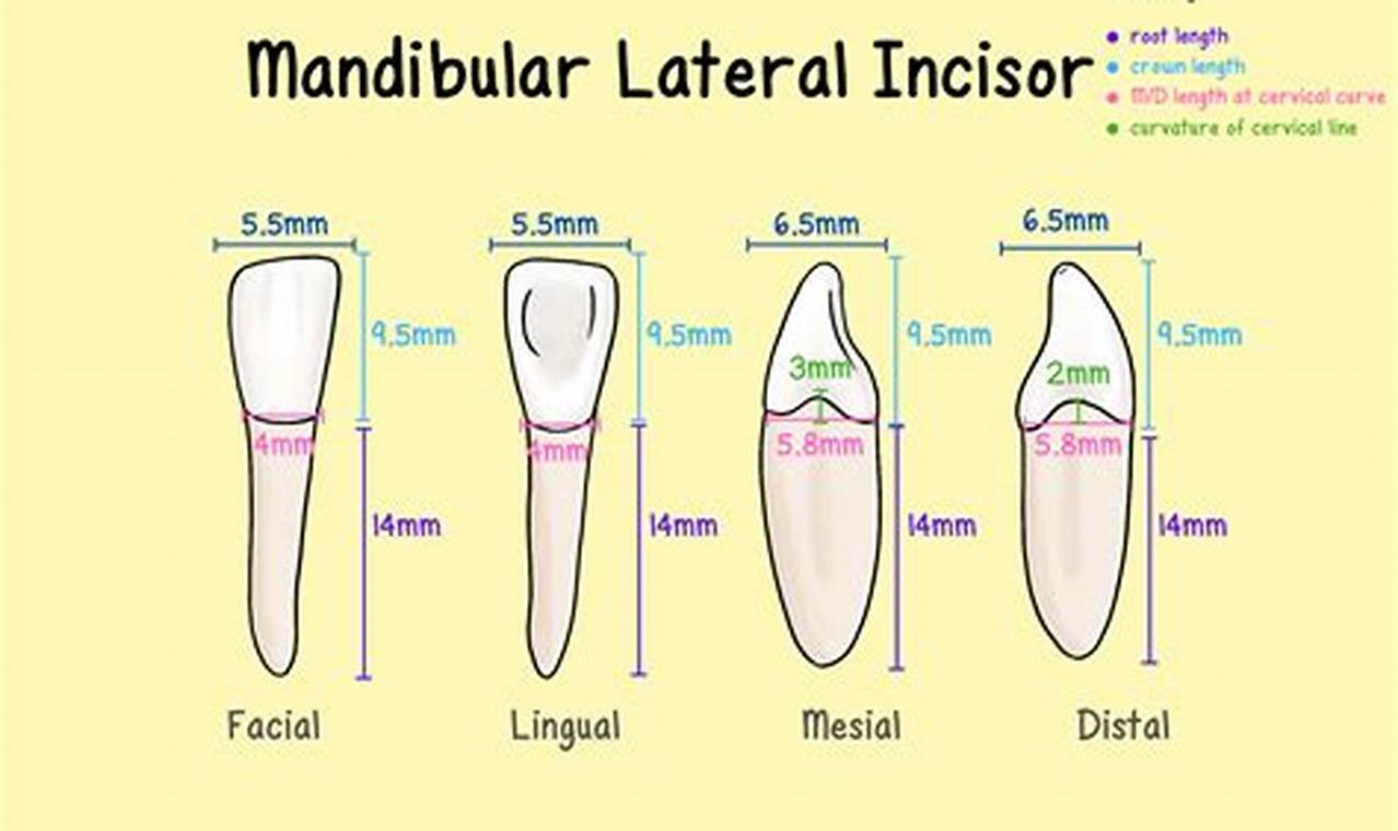 Baby Goat Incisor Injury: Causes & Care Tips | Baby Care 101: Essential Tips for Happy, Healthy Babies