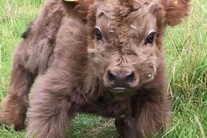 Caring for Your Baby Yak: A Complete Guide Baby Care 101: Essential Tips for Happy, Healthy Babies Caring for Your Baby Yak: A Complete Guide | Baby Care 101: Essential Tips for Happy, Healthy Babies