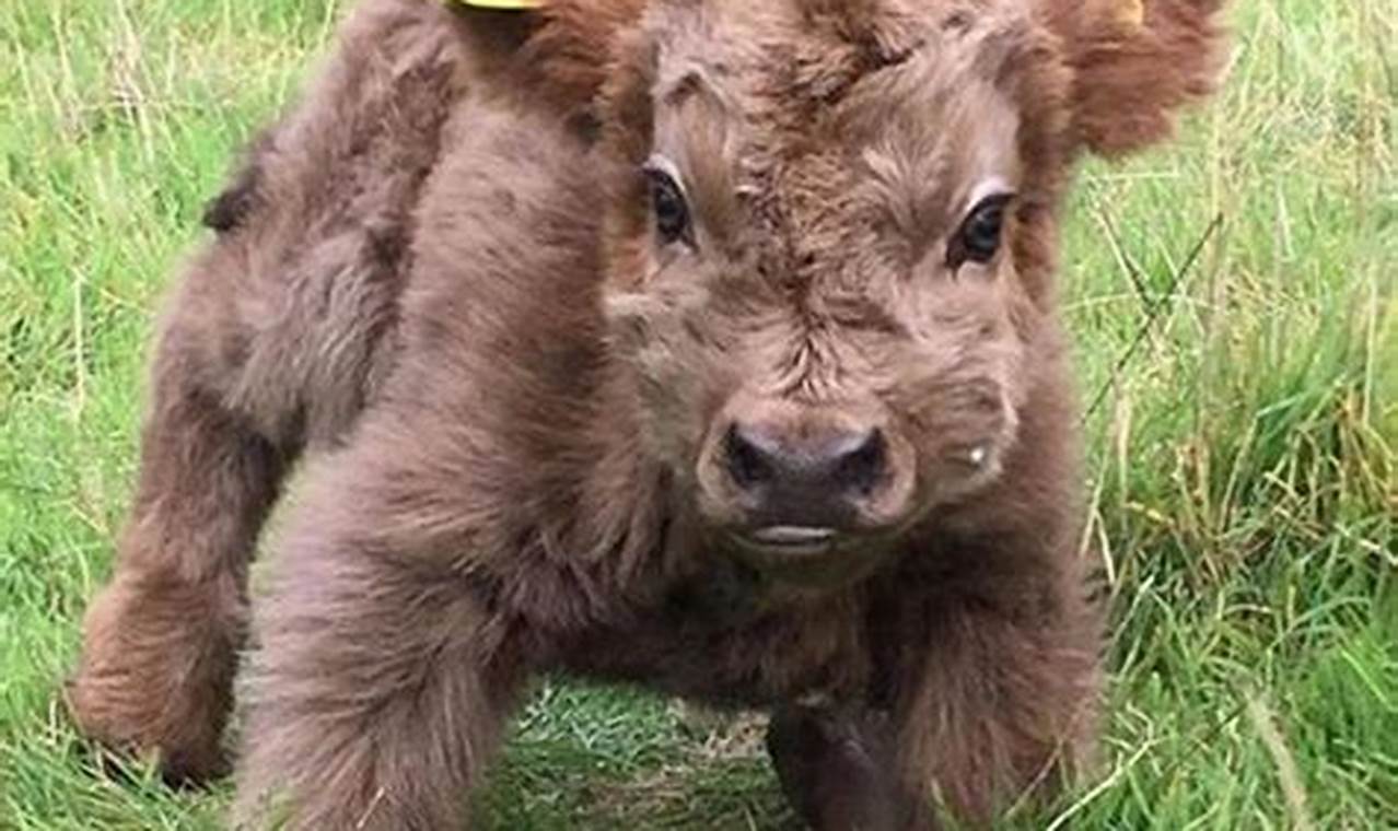 Caring for Your Baby Yak: A Complete Guide Baby Care 101: Essential Tips for Happy, Healthy Babies Caring for Your Baby Yak: A Complete Guide | Baby Care 101: Essential Tips for Happy, Healthy Babies