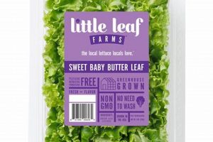 Tiny Treat: Baby Butter Lettuce Benefits for Baby & You | Baby Care 101: Essential Tips for Happy, Healthy Babies
