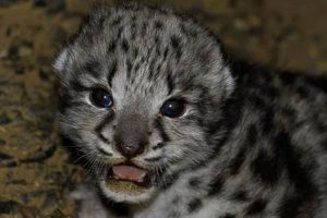 Rare Find: Baby Snow Leopard of the Black Leopard Family? Mystery Baby Care 101: Essential Tips for Happy, Healthy Babies Rare Find: Baby Snow Leopard of the Black Leopard Family? Mystery | Baby Care 101: Essential Tips for Happy, Healthy Babies