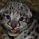 Rare Find: Baby Snow Leopard of the Black Leopard Family? Mystery | Baby Care 101: Essential Tips for Happy, Healthy Babies