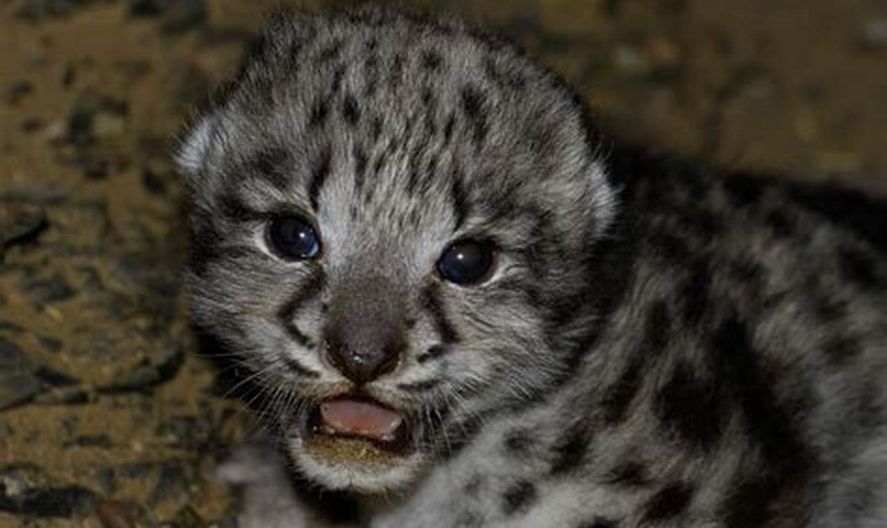 Rare Find: Baby Snow Leopard of the Black Leopard Family? Mystery Baby Care 101: Essential Tips for Happy, Healthy Babies Rare Find: Baby Snow Leopard of the Black Leopard Family? Mystery | Baby Care 101: Essential Tips for Happy, Healthy Babies