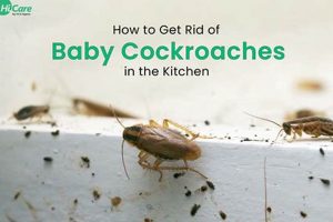 Tiny Terror: Baby Cockroaches - Control & Prevention Baby Care 101: Essential Tips for Happy, Healthy Babies Tiny Terror: Baby Cockroaches - Control & Prevention | Baby Care 101: Essential Tips for Happy, Healthy Babies