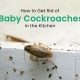 Tiny Terror: Baby Cockroaches - Control &amp; Prevention | Baby Care 101: Essential Tips for Happy, Healthy Babies