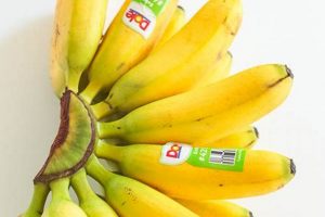 Tiny Treats: Exploring the Sweet World of Baby Bananas | Baby Care 101: Essential Tips for Happy, Healthy Babies