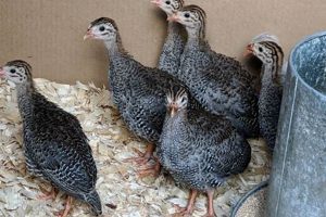 Raising Baby Guinea Fowl: Keets Care Guide Tips Baby Care 101: Essential Tips for Happy, Healthy Babies Raising Baby Guinea Fowl: Keets Care Guide Tips | Baby Care 101: Essential Tips for Happy, Healthy Babies