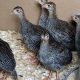 Raising Baby Guinea Fowl: Keets Care Guide Tips | Baby Care 101: Essential Tips for Happy, Healthy Babies