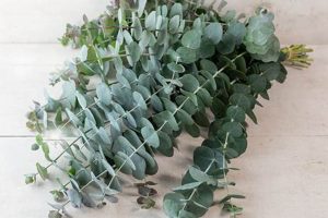 Buy Baby Blue Eucalyptus Seeds Now: Grow Stunning Silver Drop! Baby Care 101: Essential Tips for Happy, Healthy Babies Buy Baby Blue Eucalyptus Seeds Now: Grow Stunning Silver Drop! | Baby Care 101: Essential Tips for Happy, Healthy Babies