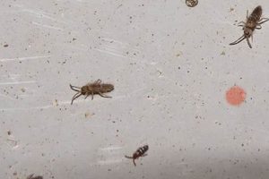 Tiny Terrors: Understanding Baby Springtails & Control Baby Care 101: Essential Tips for Happy, Healthy Babies Tiny Terrors: Understanding Baby Springtails & Control | Baby Care 101: Essential Tips for Happy, Healthy Babies