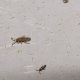 Tiny Terrors: Understanding Baby Springtails &amp; Control | Baby Care 101: Essential Tips for Happy, Healthy Babies