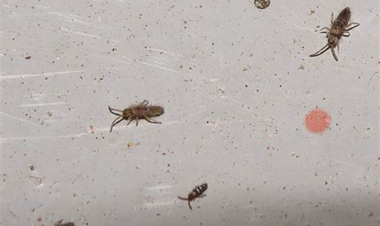 Tiny Terrors: Understanding Baby Springtails &amp; Control | Baby Care 101: Essential Tips for Happy, Healthy Babies