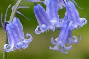 Gentle Hue: Baby Blue Bells Nude Art - Ethics First! Baby Care 101: Essential Tips for Happy, Healthy Babies Gentle Hue: Baby Blue Bells Nude Art - Ethics First! | Baby Care 101: Essential Tips for Happy, Healthy Babies