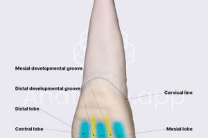 Help! Baby Goat Incisor Loose & Painful: What to Do | Baby Care 101: Essential Tips for Happy, Healthy Babies