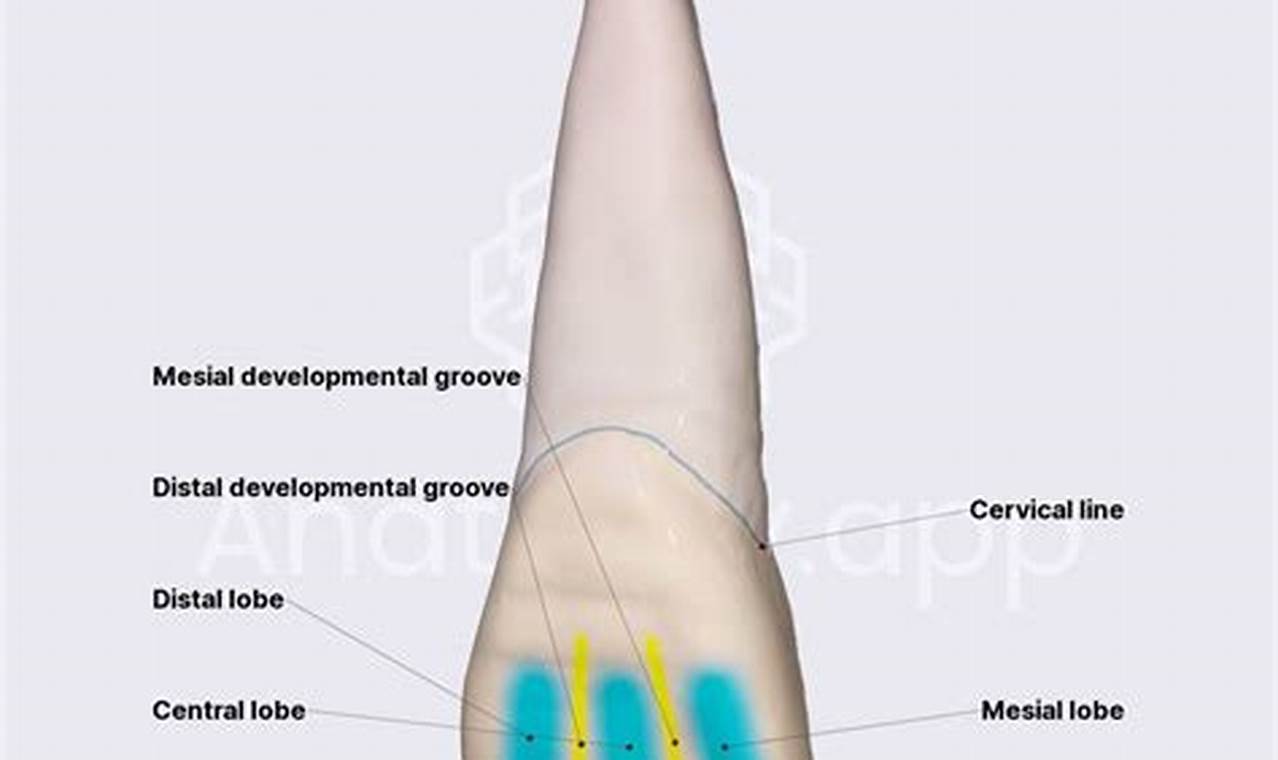 Help! Baby Goat Incisor Loose & Painful: What to Do | Baby Care 101: Essential Tips for Happy, Healthy Babies