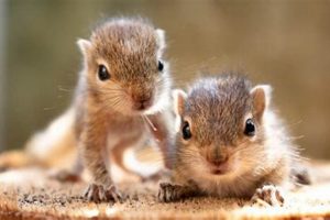 Baby Squirrels: What's a Pup Called? & More! Baby Care 101: Essential Tips for Happy, Healthy Babies Baby Squirrels: What's a Pup Called? & More! | Baby Care 101: Essential Tips for Happy, Healthy Babies