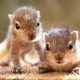 Baby Squirrels: What's a Pup Called? &amp; More! | Baby Care 101: Essential Tips for Happy, Healthy Babies