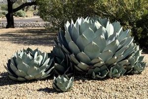 Babies & Agave: When Can They Have It? | Baby Care 101: Essential Tips for Happy, Healthy Babies