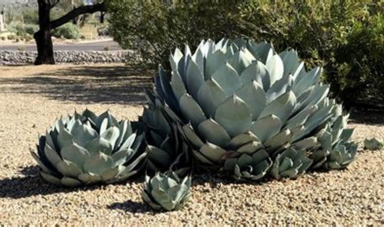 Babies & Agave: When Can They Have It? | Baby Care 101: Essential Tips for Happy, Healthy Babies