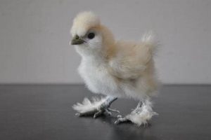Caring for Tiny: Baby Silkie Chicken Guide & Tips Baby Care 101: Essential Tips for Happy, Healthy Babies Caring for Tiny: Baby Silkie Chicken Guide & Tips | Baby Care 101: Essential Tips for Happy, Healthy Babies