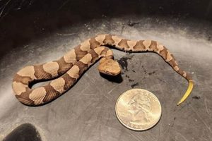 Beware: Baby Copperhead Season Tennessee Valley Dangers! | Baby Care 101: Essential Tips for Happy, Healthy Babies