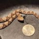 Beware: Baby Copperhead Season Tennessee Valley Dangers! | Baby Care 101: Essential Tips for Happy, Healthy Babies