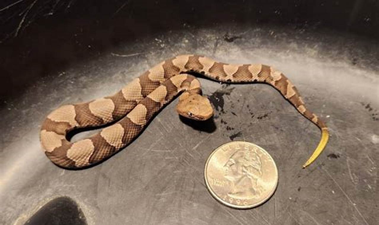 Beware: Baby Copperhead Season Tennessee Valley Dangers! | Baby Care 101: Essential Tips for Happy, Healthy Babies