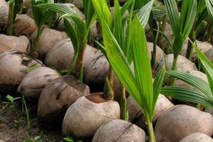 Beyond the Label: Coconut Baby Identity & Culture | Baby Care 101: Essential Tips for Happy, Healthy Babies